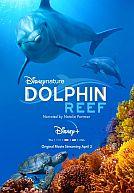 Dolphin Reef