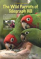 The Wild Parrots of Telegraph Hill poster
