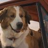 A Dog’s Journey