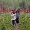 Food, Inc. 2