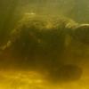 Ghost Elephants