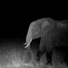 Ghost Elephants