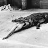 Helmut Newton : The Bad and the Beautiful