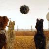 Isle of Dogs (OV)