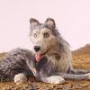 Isle of Dogs (OV)