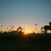 Jockey