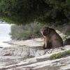 L'homme qui a vu l'ours qui a vu l'homme
