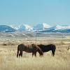 Montana Story