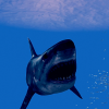Noah's Shark