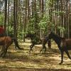 Out Stealing Horses