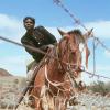 Rabbit-Proof Fence