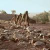 Rabbit-Proof Fence