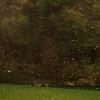 Stories from the Chestnut Woods - Zgodbe iz kostanjevih gozdov