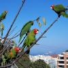 The Wild Parrots of Telegraph Hill