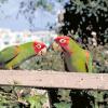 The Wild Parrots of Telegraph Hill
