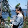 The Wild Parrots of Telegraph Hill