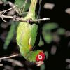 The Wild Parrots of Telegraph Hill